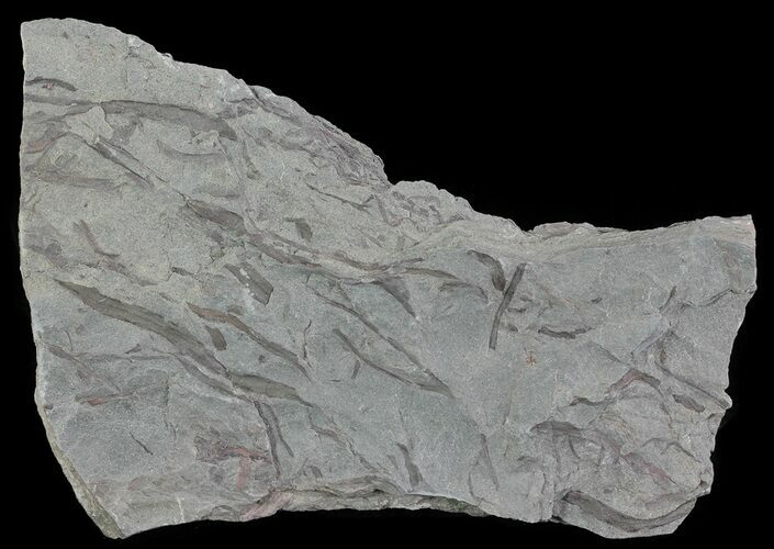 Early Devonian Plant Fossils (Zosterophyllum) - Scotland #66678